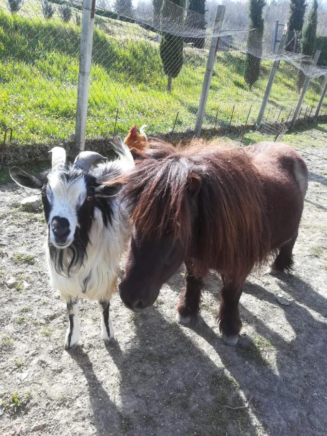 Agriturismo Selvella Allerona Buitenkant foto